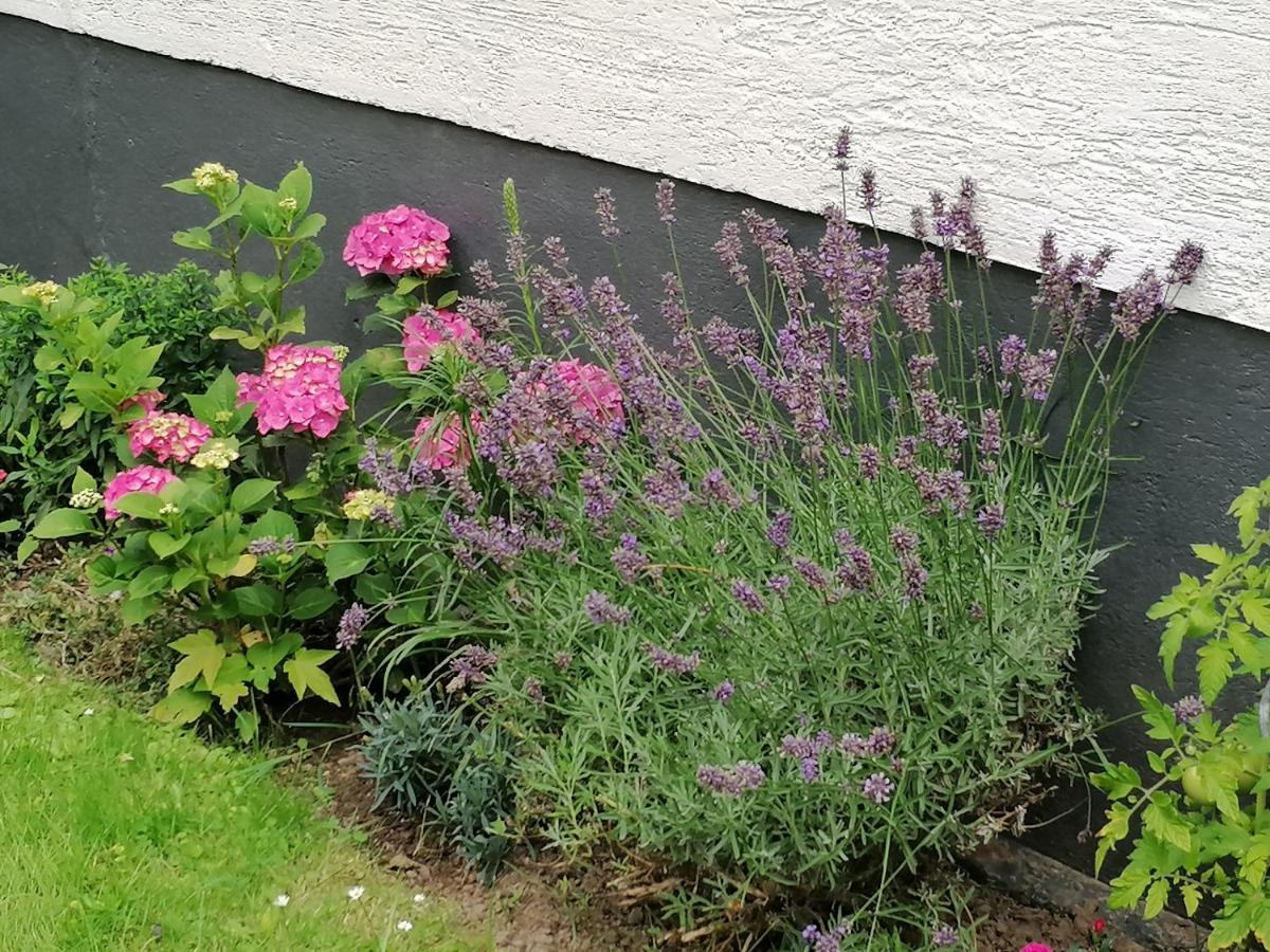 Ferienwohnung Einbeck Fewo B Nolte Esterno foto